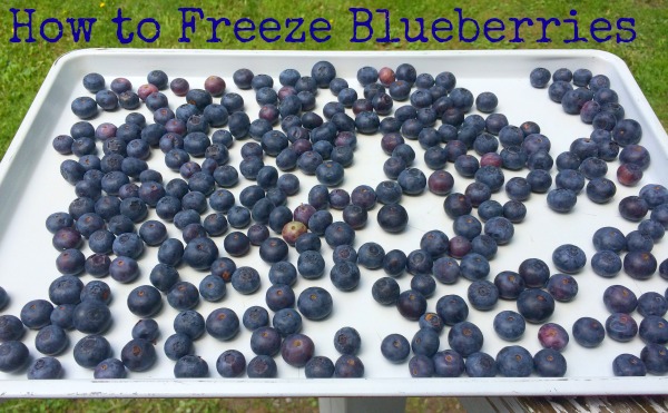 50+ Blueberry Recipes | GirlGoneMom.com