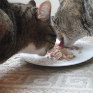 A healthy cat is a happy cat {free Purina Muse coupon}